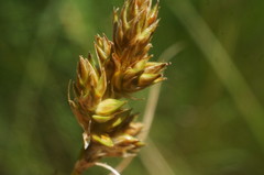 Carex colchica