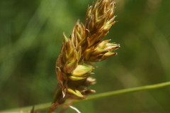 Carex colchica