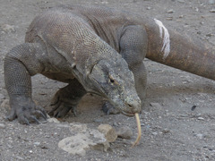 Varanus komodoensis