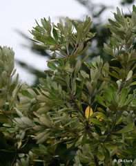 Pittosporum crassifolium