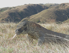 Varanus komodoensis
