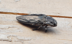 Chalcophora mariana