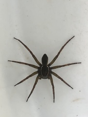 Dolomedes triton