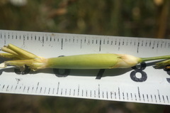 Dianthus leptopetalus