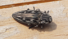 Chalcophora mariana