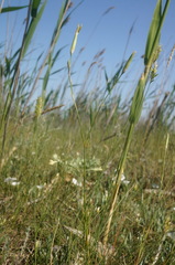 Dianthus leptopetalus