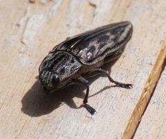 Chalcophora mariana