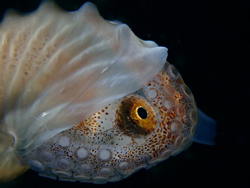 Brown Argonaut