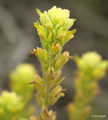 Castilleja wightii