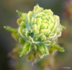 Castilleja wightii