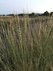 Thinopyrum obtusiflorum