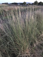 Thinopyrum obtusiflorum