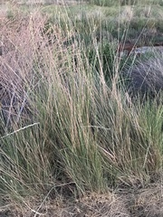 Thinopyrum obtusiflorum