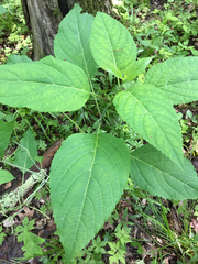 Collinsonia canadensis