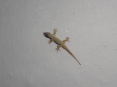 Hemidactylus platyurus