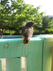 Phoenicurus auroreus