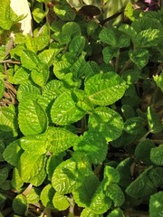 Pilea nummulariifolia