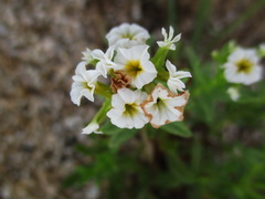 Tournefortia sibirica