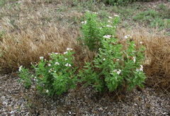 Tournefortia sibirica