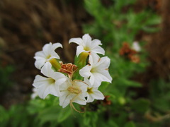 Tournefortia sibirica