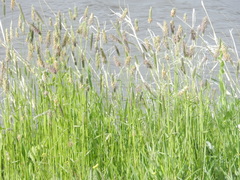 Alopecurus arundinaceus