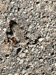 Bufotes viridis viridis