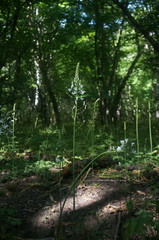 Ornithogalum arcuatum