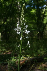 Ornithogalum arcuatum