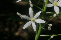 Ornithogalum arcuatum