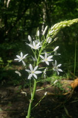 Ornithogalum arcuatum