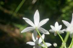 Ornithogalum arcuatum