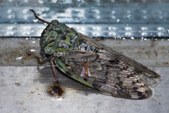 Platypleura kuroiwae