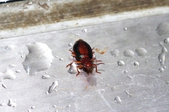 Parena nigrolineata