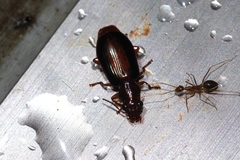 Parena nigrolineata