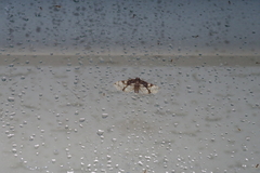 Omphisa anastomosalis