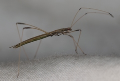 Neides aduncus