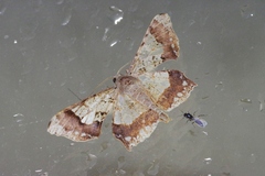 Krananda semihyalina