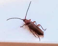 Phymatodes testaceus