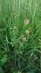 Sanguisorba minor minor