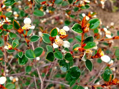 Spyridium thymifolium