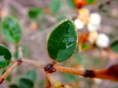 Spyridium thymifolium
