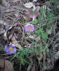 Brachyscome rigidula