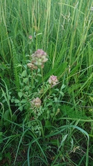 Sanguisorba minor minor