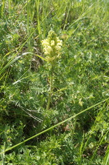 Pedicularis sibthorpii