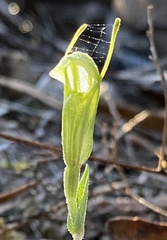 Pterostylis dilatata