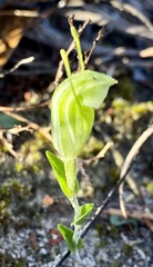 Pterostylis dilatata