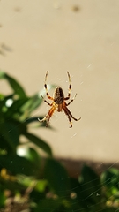 Araneae