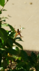 Araneae