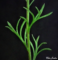 Brachyscome rigidula