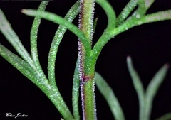 Brachyscome rigidula